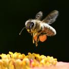 Honey bee buzzing over yellow flower, pollen-laden hind legs, dark background in 