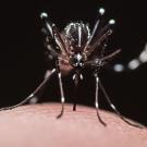 This is the Asian tiger mosquito,  Aedes albopictus, that Lisa Baik studies. (Photo courtesy of Lisa Baik lab)