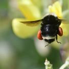 A yellow-faced bumble bee, Bombus vosnesenskii, packing a load of red pollen from lupine. (Photo by Kathy Keatley Garvey)